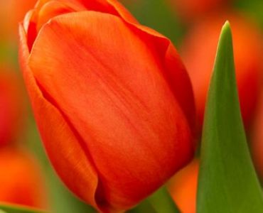 Лале Orange Cassini